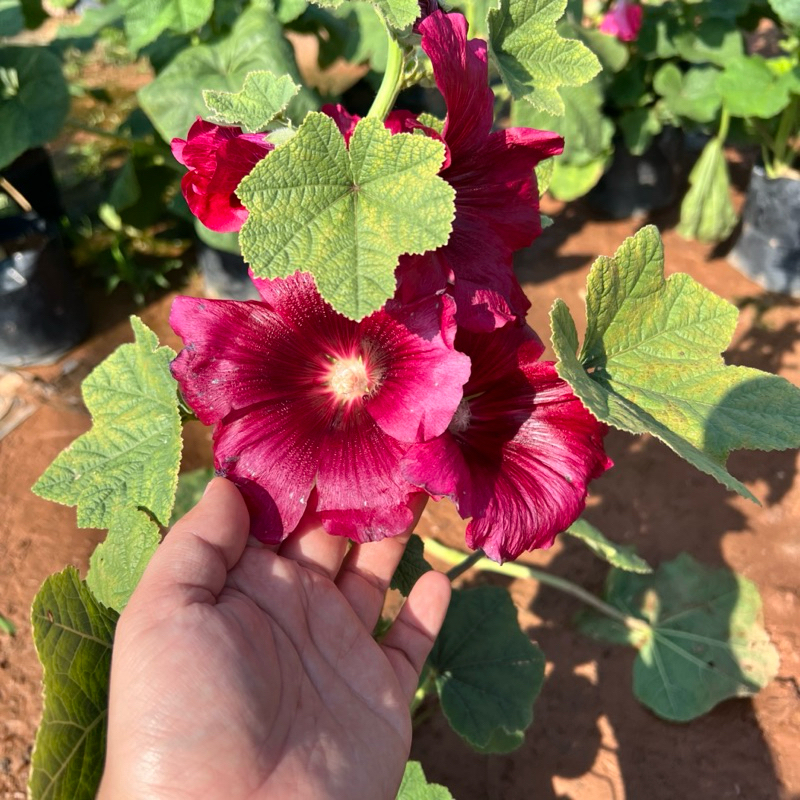 ต้น ฮอลลี่ฮ็อค Hollyhock สีชมพู ม่วง แบบถุง ไม้ประดับ ตกแต่งสวน