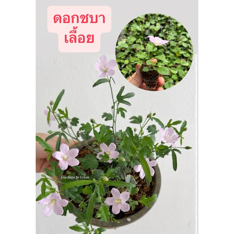 🌱ต้นกล้าดอกชบาเลื้อย👉ออกดอกตลอดปี🌸 สีชมพูอ่อน