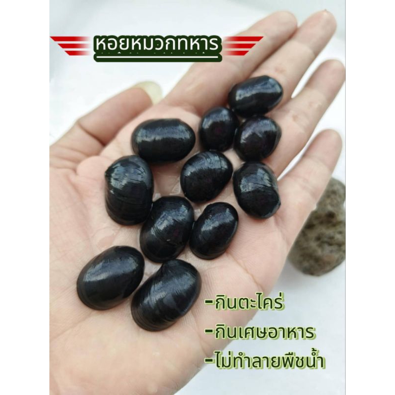 หอยหมวกทหาร คัดตัวสมบูรณ์พร้อมส่ง รับประกันสินค้า ขั้นต่ำ 5 ตัว 10 ตัว เเถม 2 ตัว