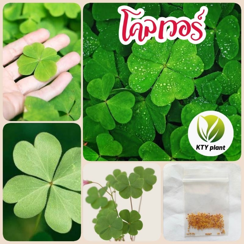 เมล็ดโคลเวอร์สี่แฉก 200​ เมล็ด ต้นโคลเวอร์ clover