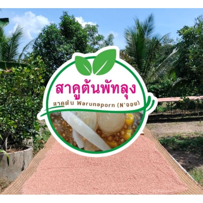 สาคูต้นพัทลุง น้ำหนัก 5 กิโลกรัม (5 ถุง)