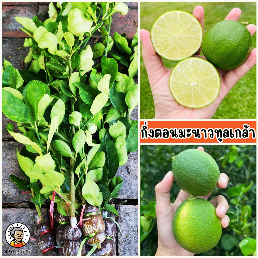 กิ่งตอนมะนาวทูลเกล้าไร้เมล็ด ขนาด 65-80 ซม. เปลือกบาง น้ำเยอะ ผลดก ทนโรค ออกลูกตลอดทั้งปี