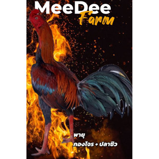 ไข่ไก่ชน  สายเลือดโกวเซ้ม100%  พายุ  กองโจร+ปลาซิว