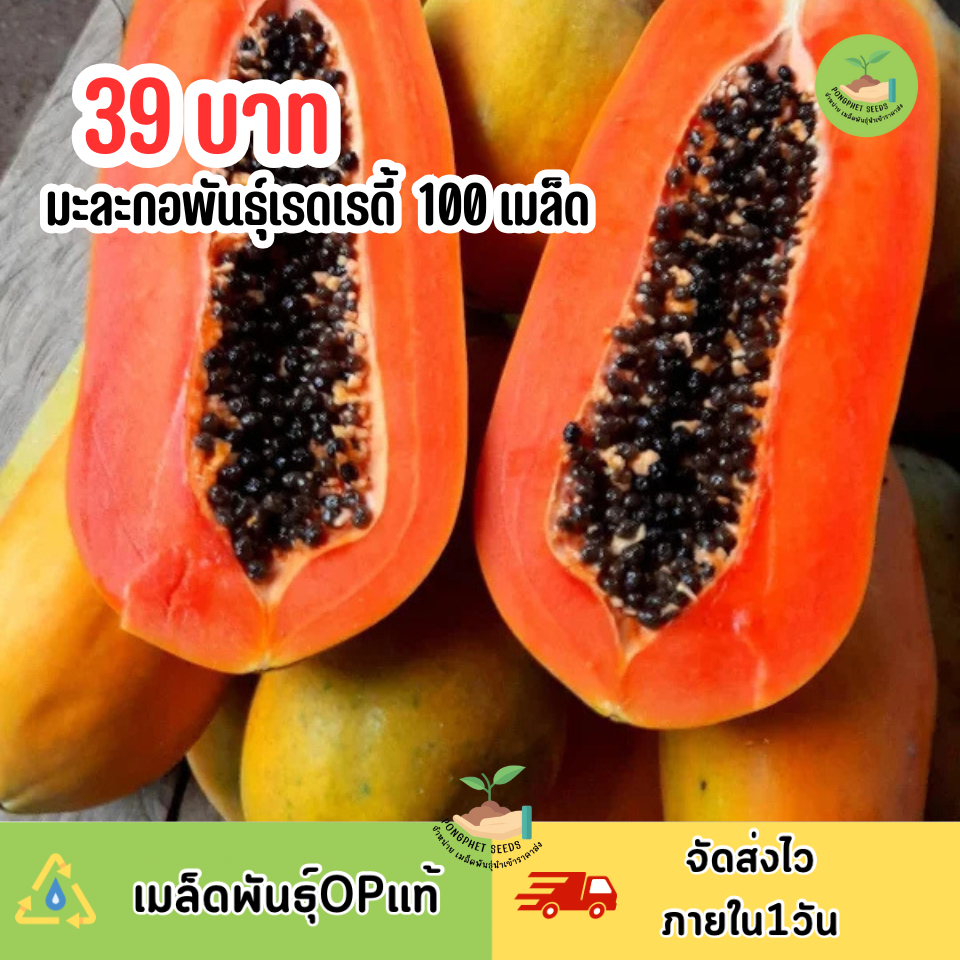 เมล็ดมะละกอเรดเรดี้ 100 เมล็ด