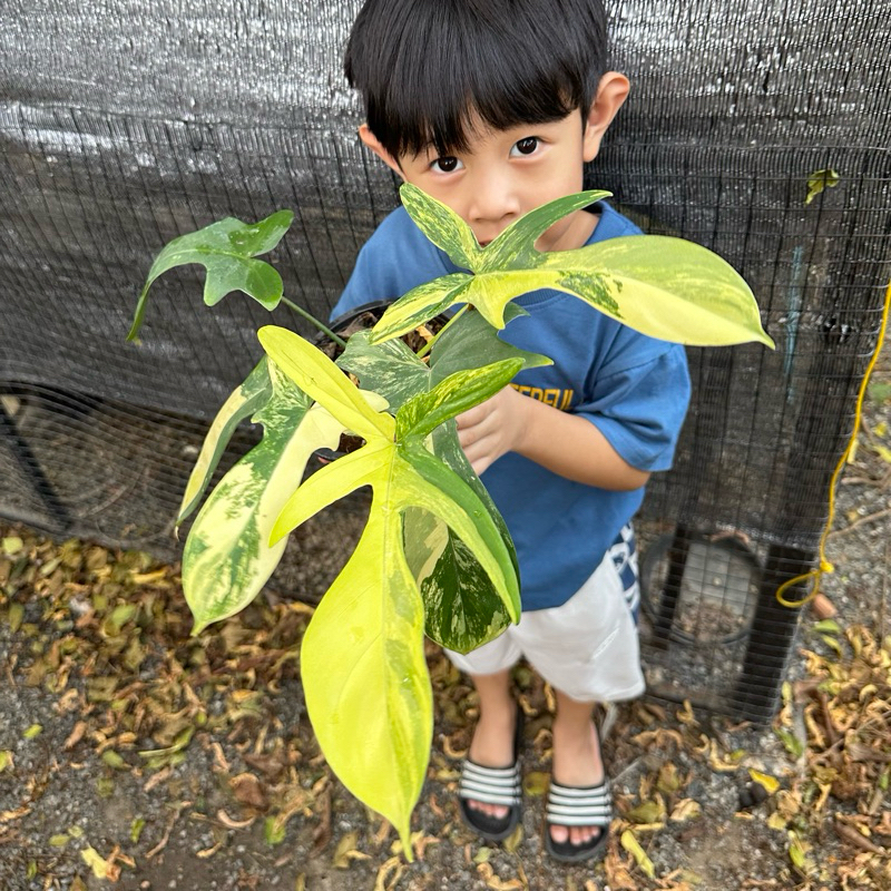 ฟิโรเดนดรอนก้ามกุ้ง/ก้ามกุ้งด่าง/Philodendron florida beauty