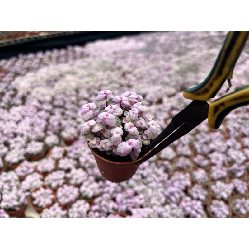 ริบบิ้นชาลีซากุระ( Calisia pink little )