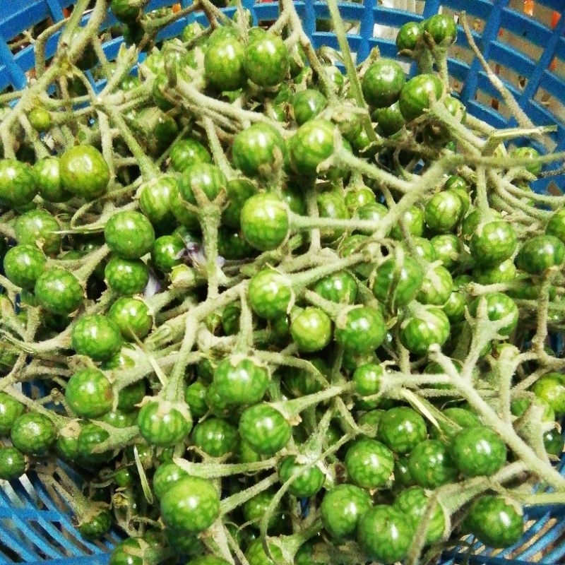 ผลมะแว้งขมสดจากสวน100g..