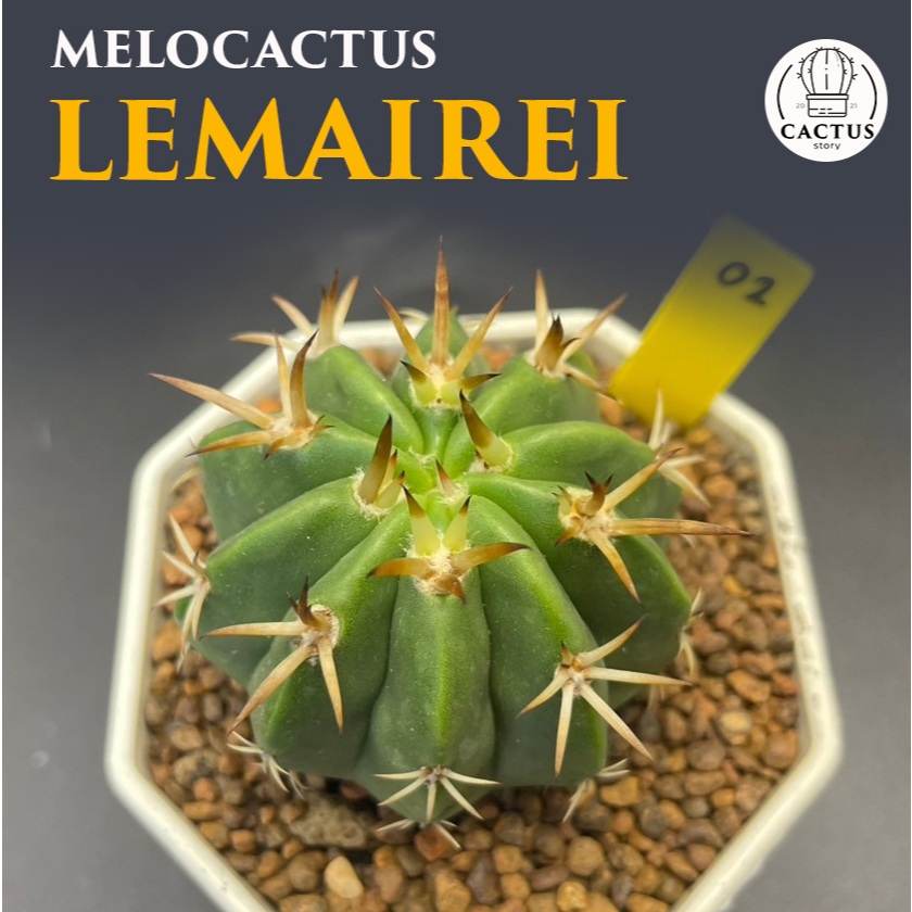 Melocactus lemairei ไม้เมล็ด กระถาง 3 นิ้ว