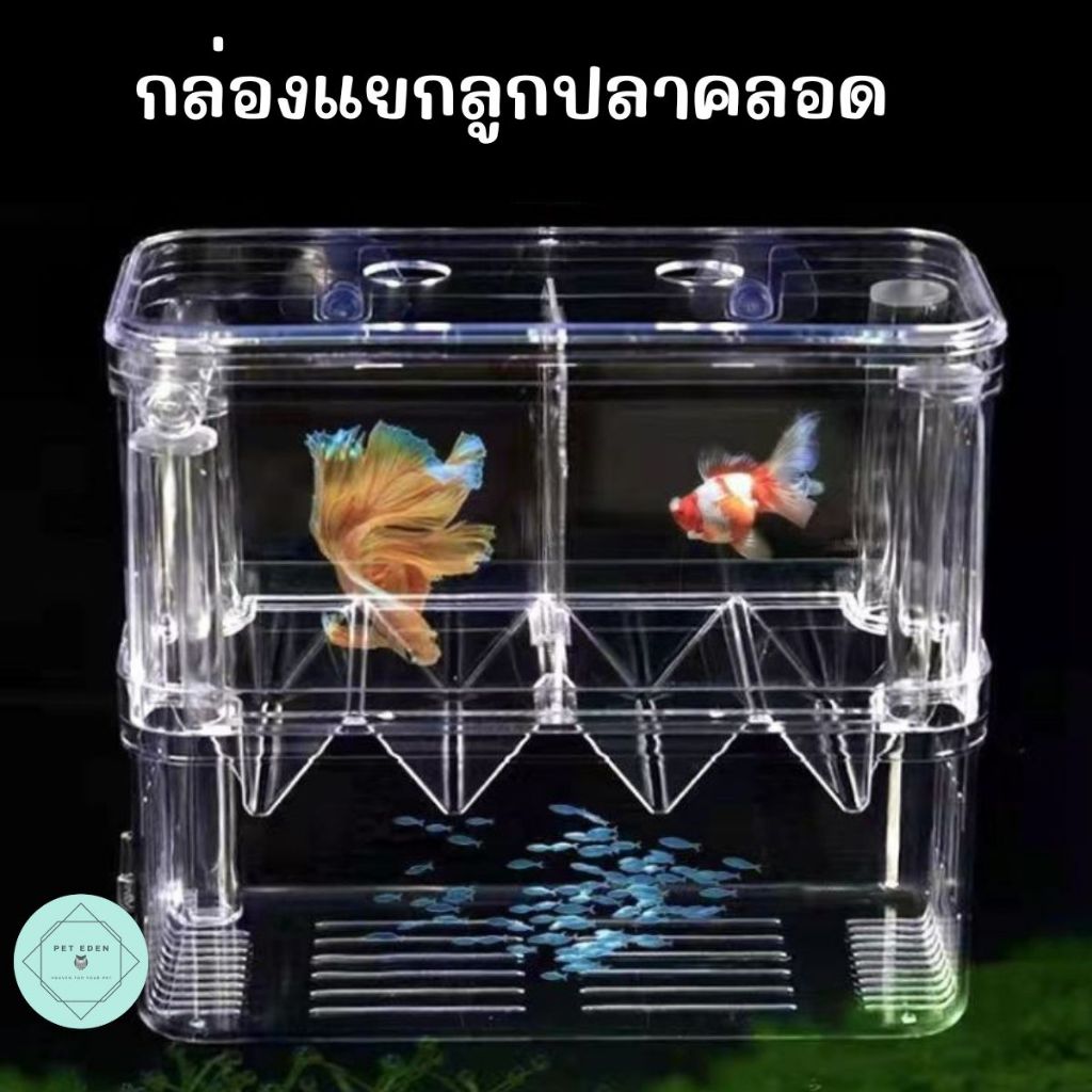 กล่องแยกลูกปลาเพิ่งคลอด ปลาป่วย ตัวเล็กใหญ่ Fish กุ้ง สัตว์น้ำ