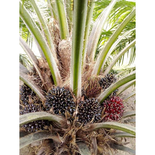🌴เมล็ดพันธุ์ปาล์มสายพันธุ์ ยังกัมบิ ml161 มาเลย์เซีย(มีใบรับรองสายพันธุ์)🌴