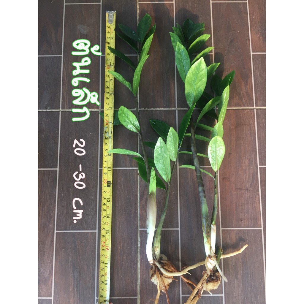 ต้นกวักมรกต (zz plant) ต้นไม้ฟอกอากาศ ดูดสารพิษ ราคา ถูกที่สุด ดีลบีเคเค แกลเลอรีภาพที่ 3