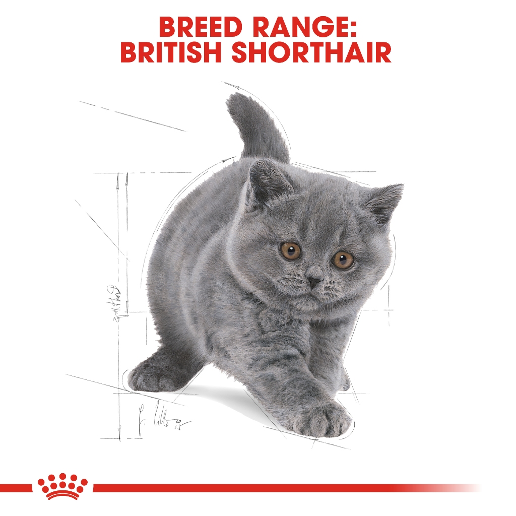 Royal Canin British Shorthair Kitten 2 kg. อาหารชนิดเม็ดสำหรับลูกแมวพันธุ์บริติช ชอร์ตแฮร์ อายุ 4-12 เดือน - รูปที่ 3