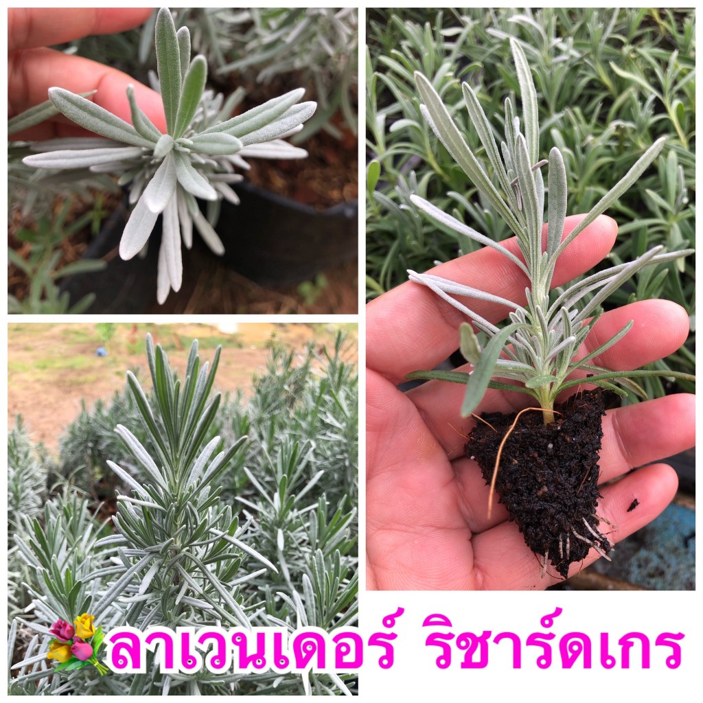 ต้นลาเวนเดอร์ ริชาร์ดเกรย์  (richardgray lavender) 💜 กลิ่นหอมช่วยผ่อนคลาย เป็นกิ่งปักชำมีรากพร้อมปลูก