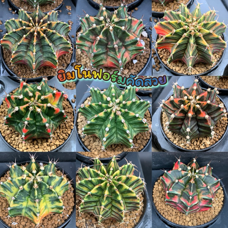 ยิมโนด่างคัดฟอร์ม❗❗ สีสวย ในกระถางขนาด 3 นิ้ว พร้อมให้ดอกให้หน่อ  *จัดส่งถอดกระถาง