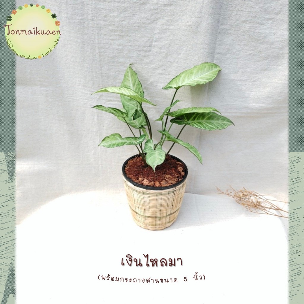 เงินไหลมา(Tricolor Nephthytis) ต้นไม้มงคล พร้อมกระถางสานไม้ไผ่ ขนาด 5 นิ้ว