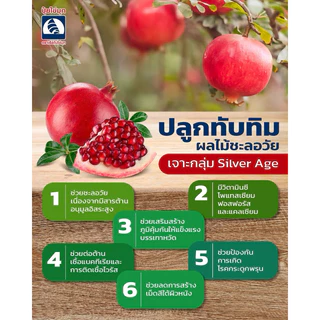 ต้นทับทิมแดงมารวย💥กิ่งตอน ชำเรียบร้อยพร้อมปลูกขนาด80-100cmรับประกันสายพันธุ์แท้