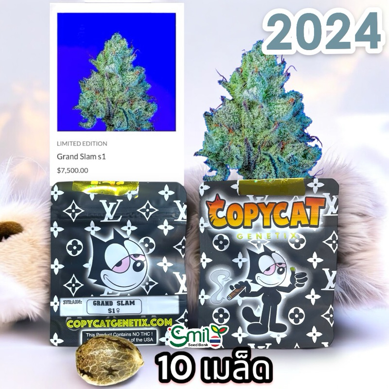 เมล็ดกัญชา Grand Slam S1 (Fem) Indica New 2024* - Copycat Genetix