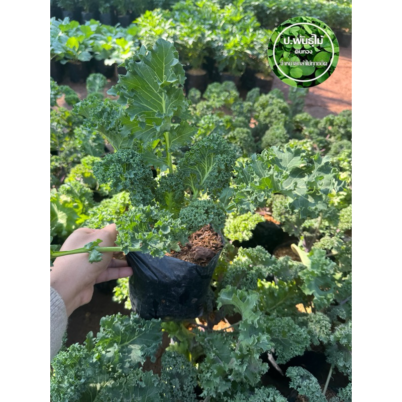 ต้นผักเคล สีม่วง เสียหายเคลมฟรี
