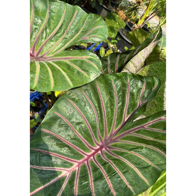 โคโลคาเซีย ลาวาลิซ่า ( Colocasia Lavalisa  ) ไม้ฟอกอากาศ ไม้มงคล ไม้ประดับ  ไม้ด่าง ไม้หายาก
