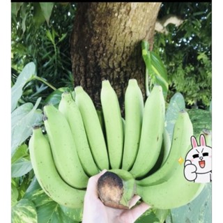 กล้วยหอมทอง ท่ายาง เนื้อเนียน นุ่ม อร่อย (ตัดสด พร้อมส่ง ตาม…