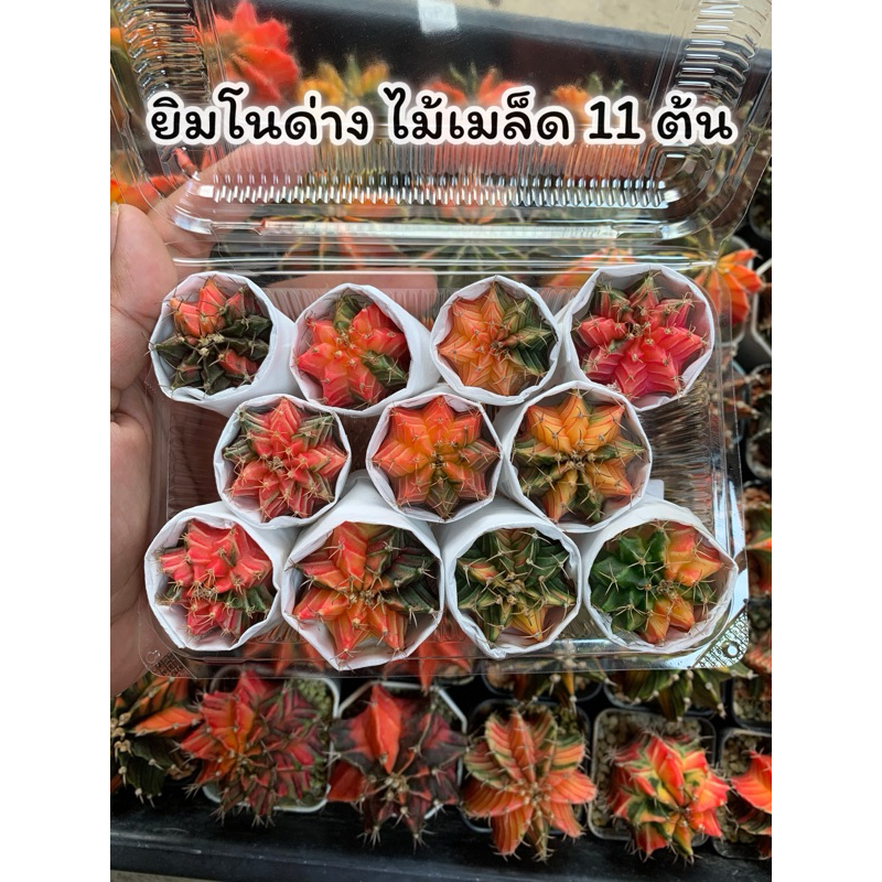 🔥กล่องสุ่ม 69 ยิมโนด่าง🔥ไม้เมล็ด แน่นกล่อง‼️ คละสีตามภาพ