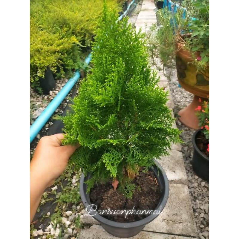 ต้นสนแผง ต้นขนาด40ซม.