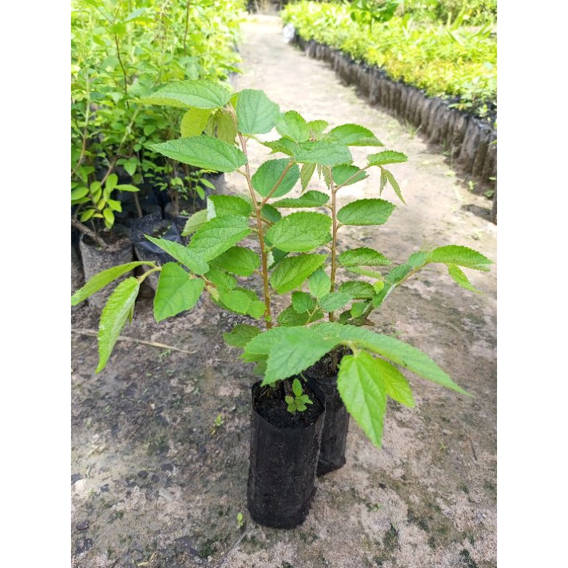 ต้นตะขบ,ตะขบบ้าน 🍒ชุด 4 ต้น 99 บาท🍒  ไม้ผลพื้นบ้านขนาดเล็ก ให้ร่มเงา ผลเป็นอาหารของนกและสัตว์หลายชนิด
