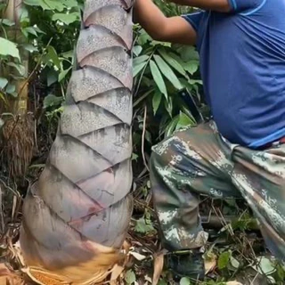 เมล็ดพันธ์ุไผ่ยักษ์ เมล็ดไผ่ ต้นไผ่ยักษ์ สายพันธ์ุแท้ บรรจุ 50 เมล็ด