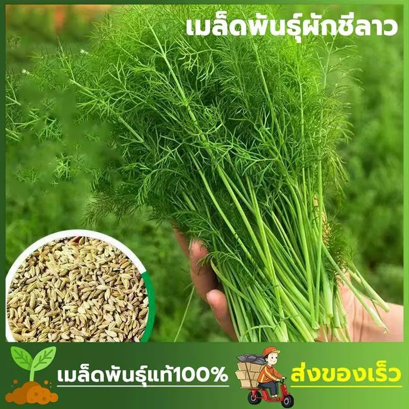 เมล็ดพันธ์ุผักชีลาว ผักชีหอม ซองละ 100 เมล็ด