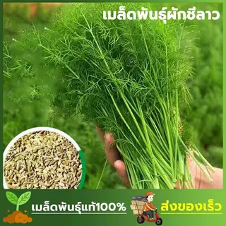เมล็ดพันธ์ุผักชีลาว ผักชีหอม ซองละ 100 เมล็ด