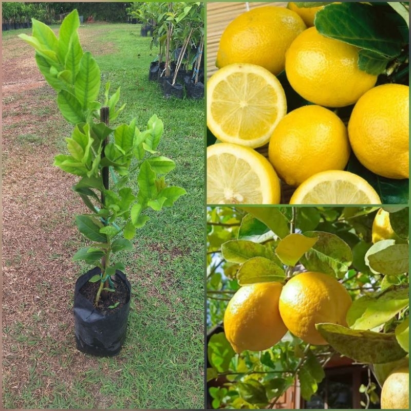 ต้นมะนาวเลมอน lemon กลิ่นหอม ผลสีเหลือง เปรี้ยวจี๊ด ปลูกง่าย