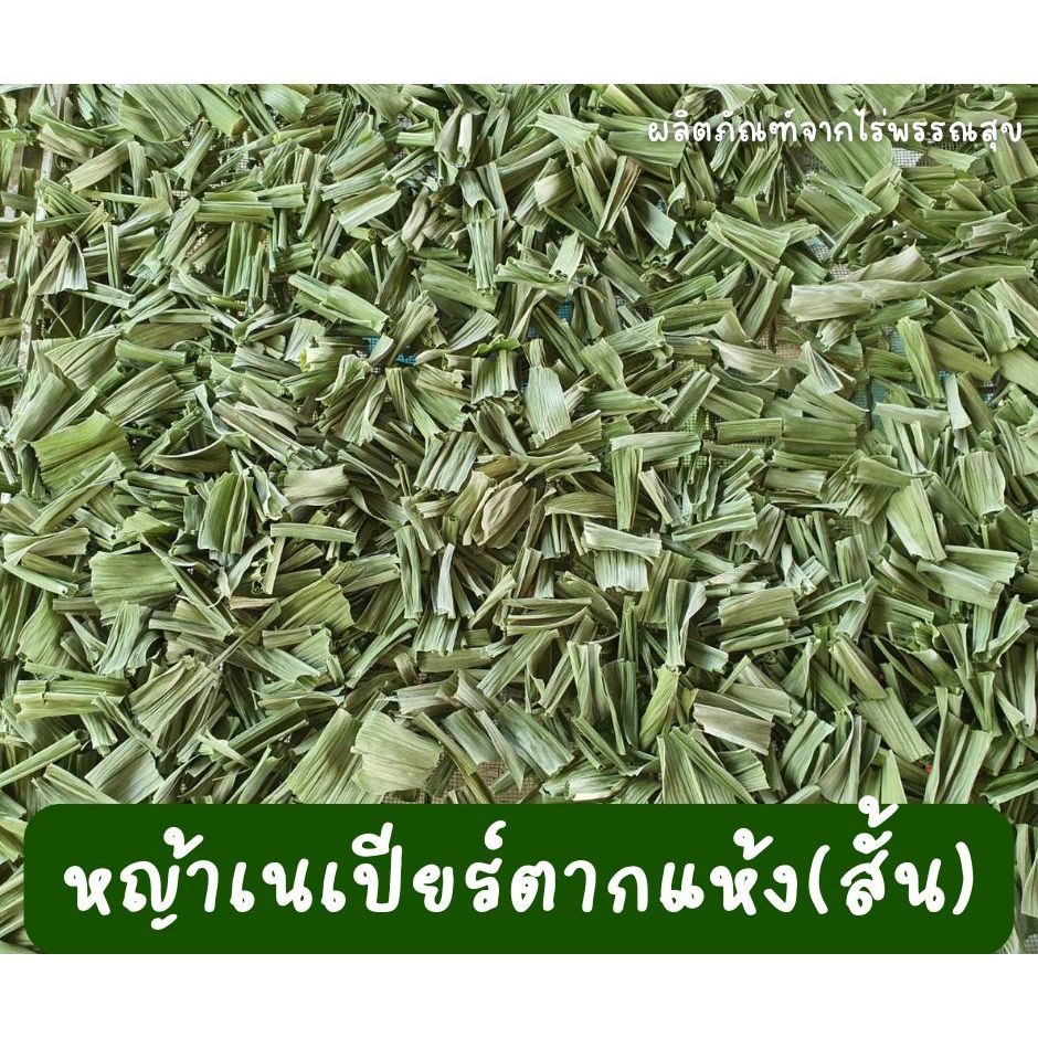 หญ้าเนเปียร์ สับ อบแห้ง ออแกร์นิค สำหรับกระต่าย เต่า หนูแกสบี้ (สั้น/ยาว)ใส่รางหญ้า