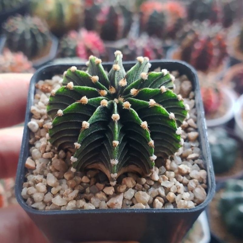 🌵ยิมโน LB2178  ตัวแท้​แน่นอน หนามแนบสั้น  ​10-13 พู🌵