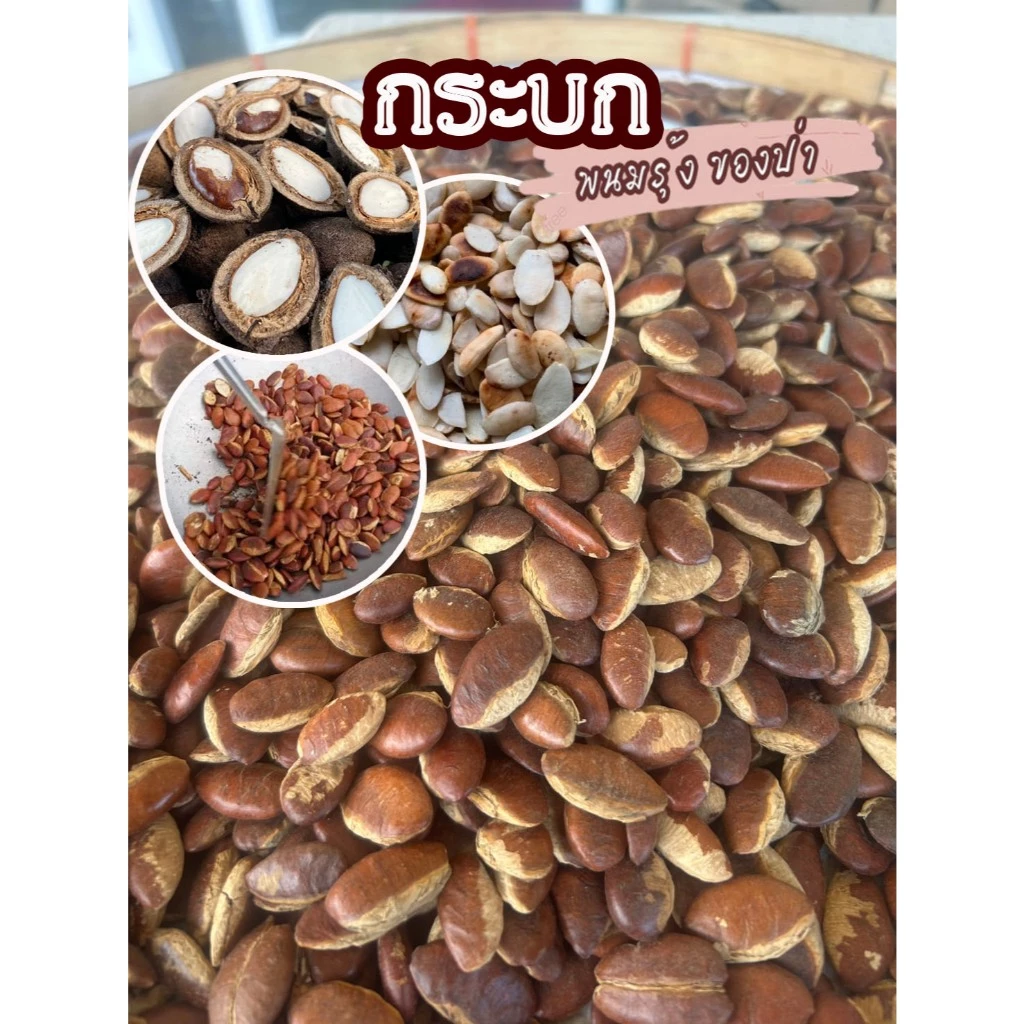 เม็ดกระบก เกรดพรีเมียม คัดเกรด มีแบบดิบและแบบคั่วสุก หอม มัน กรอบ อร่อย