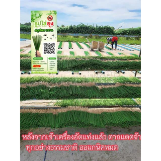 ธูปสมุนไพรไล่ยุง สมุนไพร100% ธูปตะไคร้ไล่ยุง กลิ่นตะไคร้