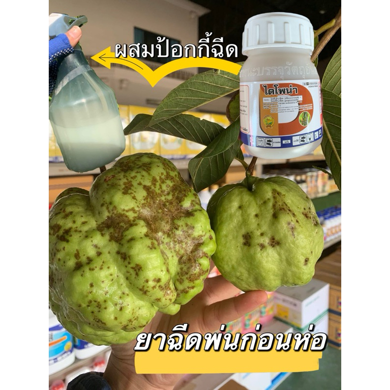 ยาฉีดพ่นก่อนห่อกันลูกลาย