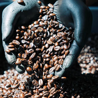 VECTOR : เมล็ดกาแฟคั่วเข้ม 1 กก (Dark roast) อราบิก้า 100% เกรดพรีเมี่ยม