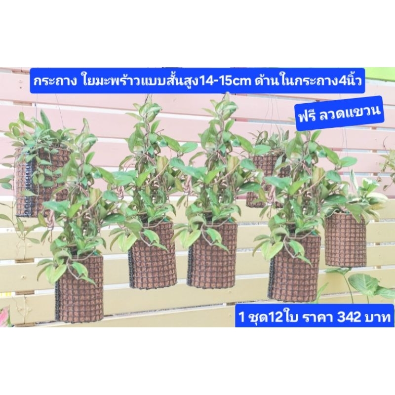 กระถางใยมะพร้าวแบบสั้น 4นิ้วสูง14-15cm1ชุด12ใบราคา342บาท(มีลวดแขวนให้)