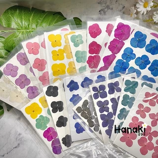 【พร้อมส่ง】ดอกไฮเดรนเยียสีพาสเทลทับแห้ง ดอกไม้จริงทับแห้ง ดอกไม้ทับแห้ง Pressed Flowers💐