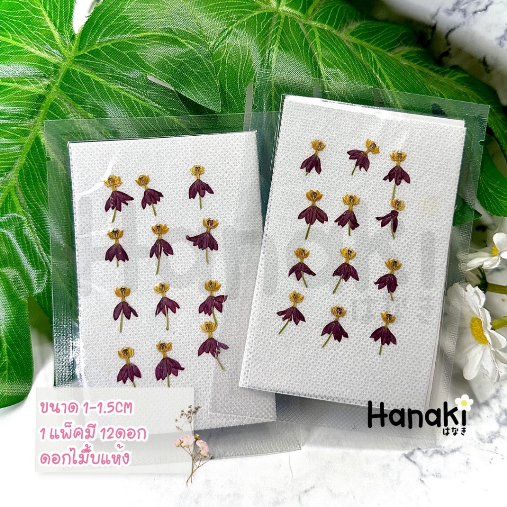 【พร้อมส่ง】ดอกไม้เต้นรำ Codariocalyx Herbarium ดอกไม้จริงทับแห้ง Pressed Flowers💐