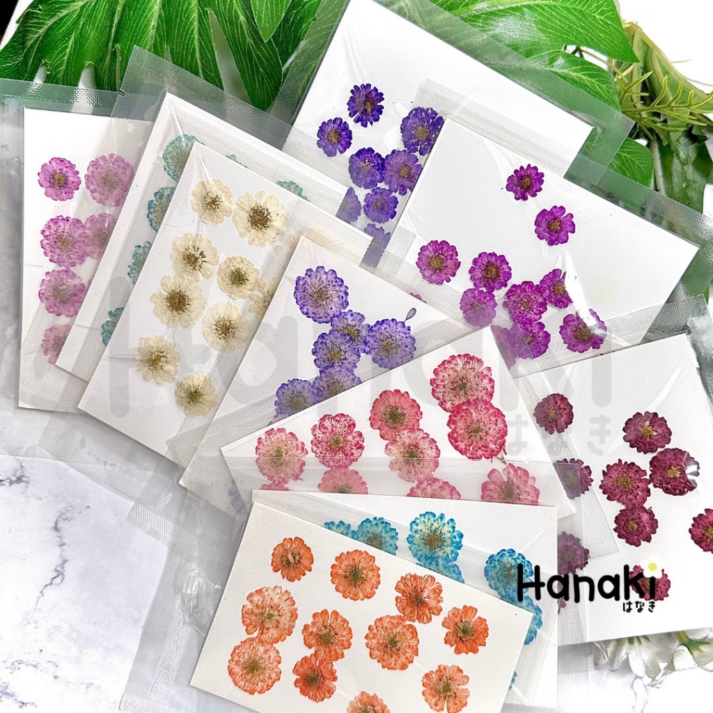 【พร้อมส่ง】ดอกคาโมมายล์ขนาดเล็ก (Matricaria chamomilla ) ดอกไม้จริงทับแห้ง ดอกไม้ทับแห้ง  Pressed Flowers💐