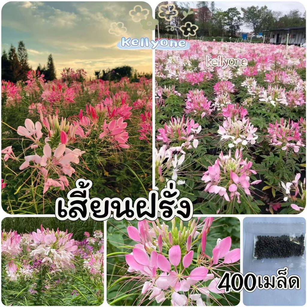 เมล็ดพันธุ์ ผักเสี้ยนฝรั่งคละสี 400 เมล็ดพันธุ์ opแท้ ปลูกหมุนเวียนได้