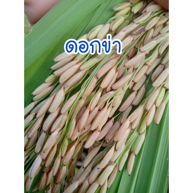 เมล็ดพันธุ์ข้าวเจ้าไร่ ดอกข่า 150 เมล็ด (พิจารณาก่อนตัดสินใจ)