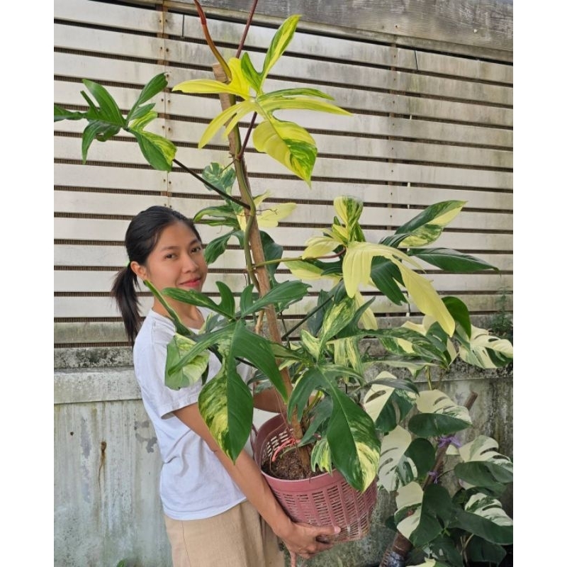 Philodendron Florida Beauty Variegated#ก้ามกุ้งด่าง
