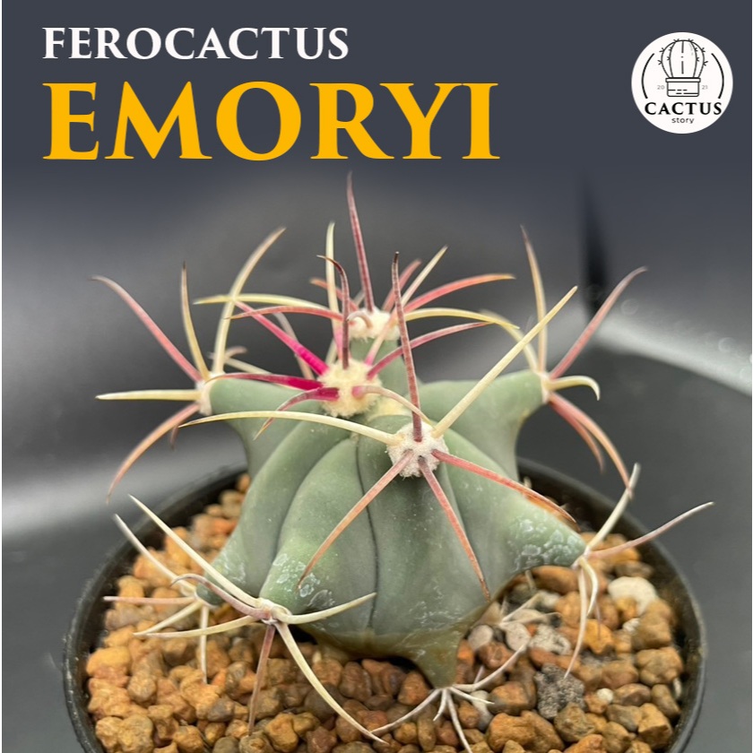 Ferocactus Emoryi ไม้เมล็ด กระถาง 5 นิ้ว