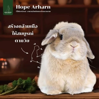 MAYL Hope Arharn อาหารกระต่ายเกรดพรีเมี่ยมจากมายล 👉กดติดตามรับโค้ดลด👈