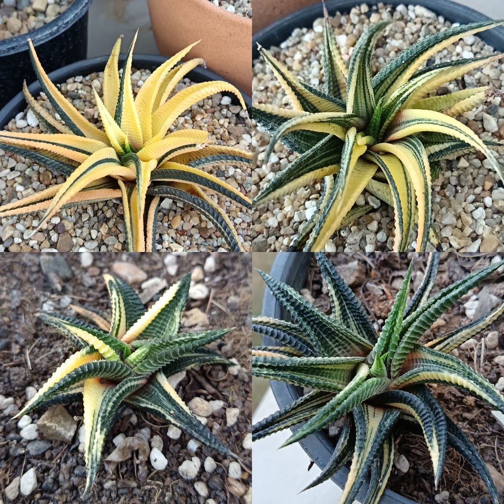 ไม้อวบน้ำ ฮาโวเทีย ม้าเวียน (ด่าง) Haworthia limifolia variegate