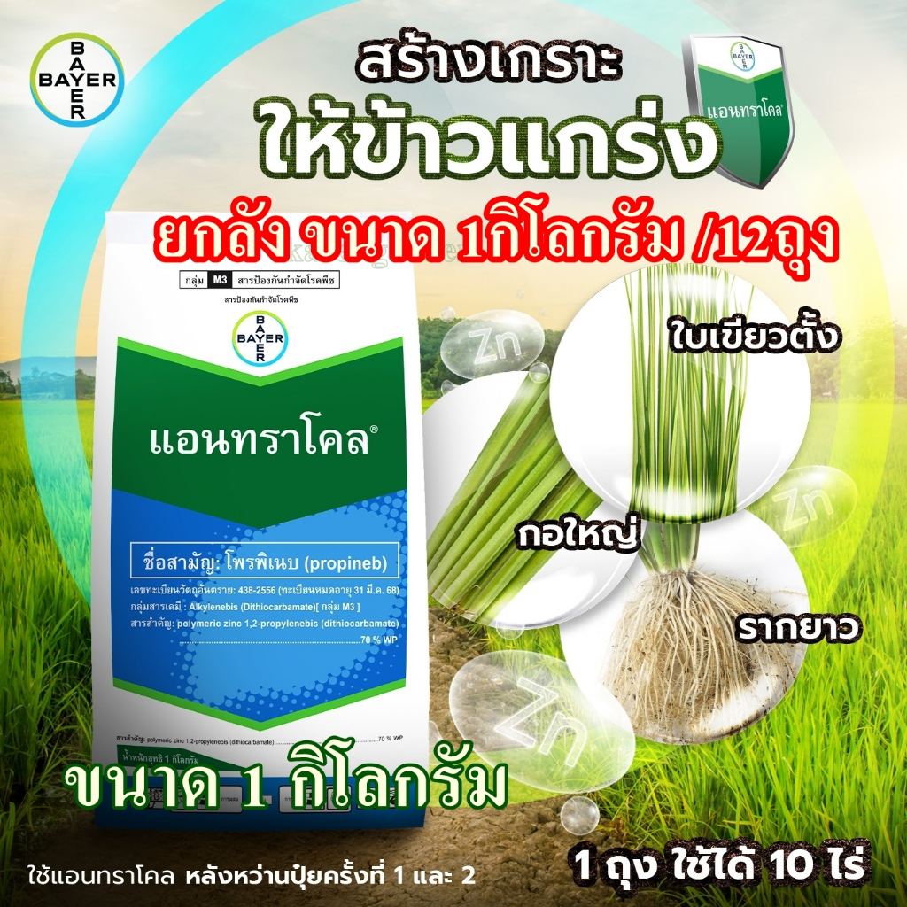 **ยกลังขนาด1กิโลกรัมx12ถุง** แอนทราโคล แอนทรโคล ของแท้ ไบเออร์ (โพรพิเนบ) 1กิโลกรัม กำจัดและป้องกันเชื้อราโรคพืช