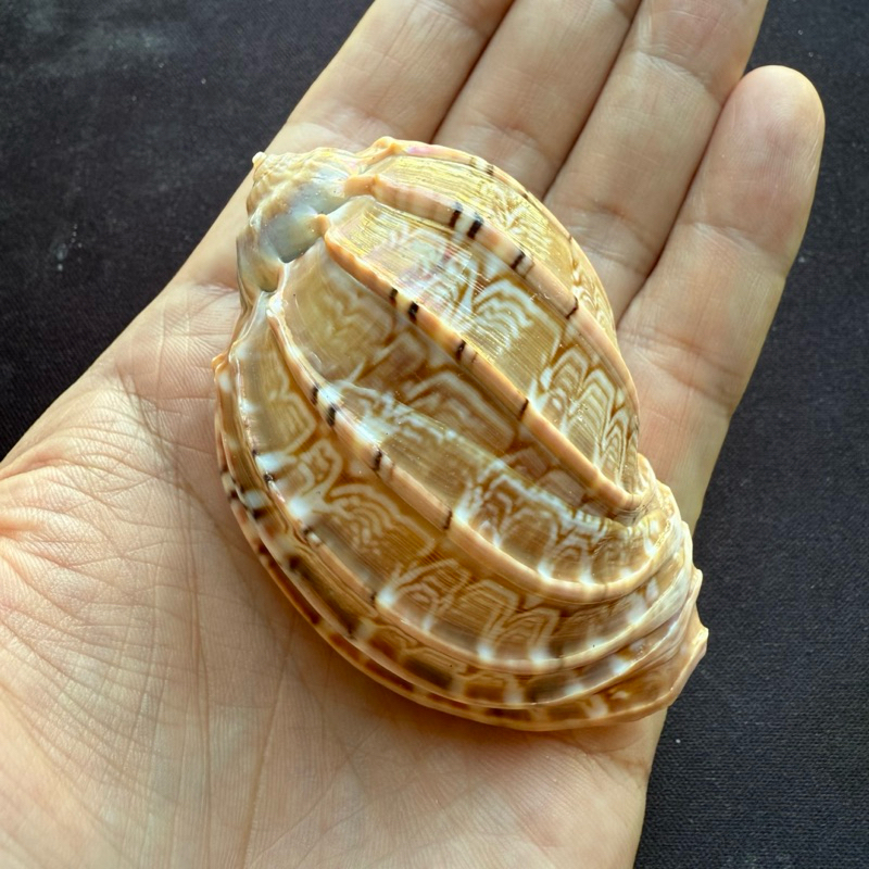 หอยทากทะเลสีน้ำตาลลาย 6-9cm yang tao sea snail shell Carambola conch