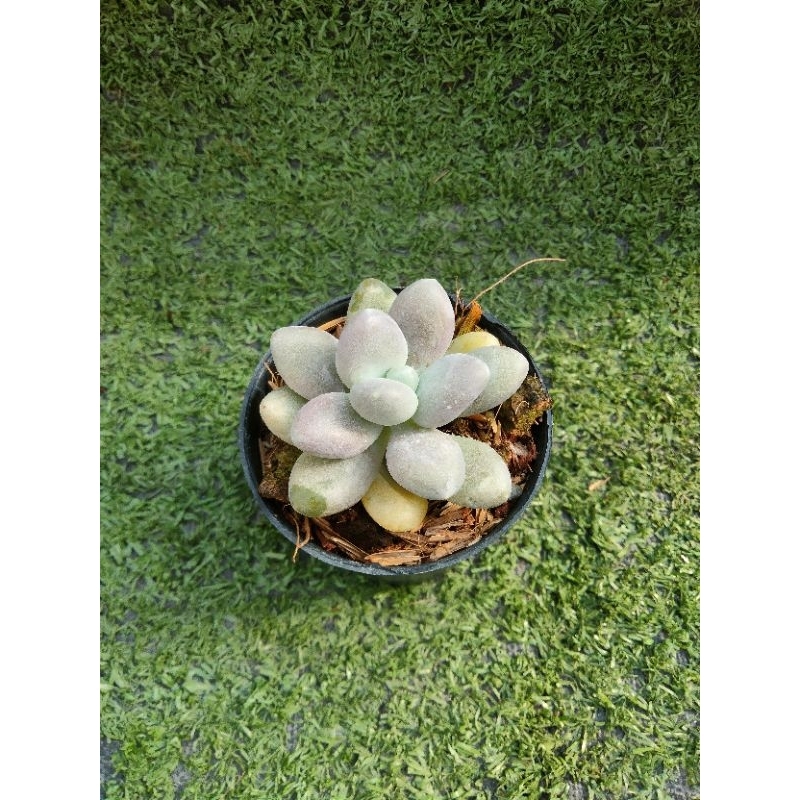 ไม้อวบน้ำ Graptopetalum "Cream Stone" ไม้ในกระถาง2"